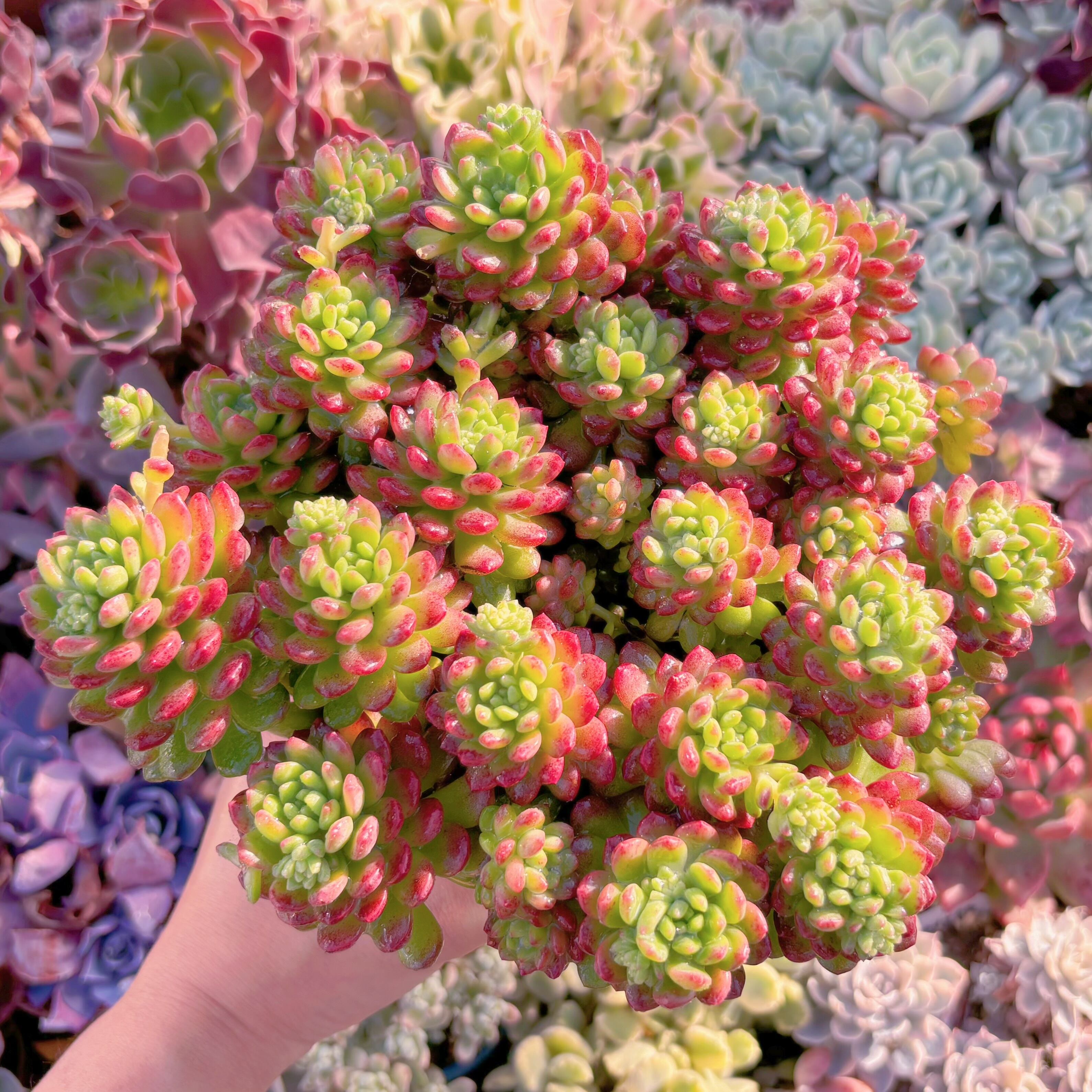 現品　コルネット#018   特大群生30cm　るる農園