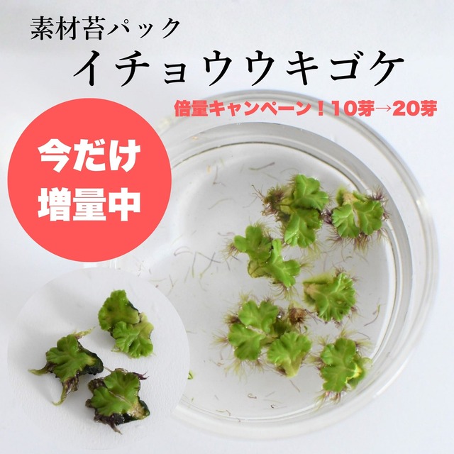 イチョウウキゴケ　★増量中★20芽入り★　苔テラリウム作製用素材苔