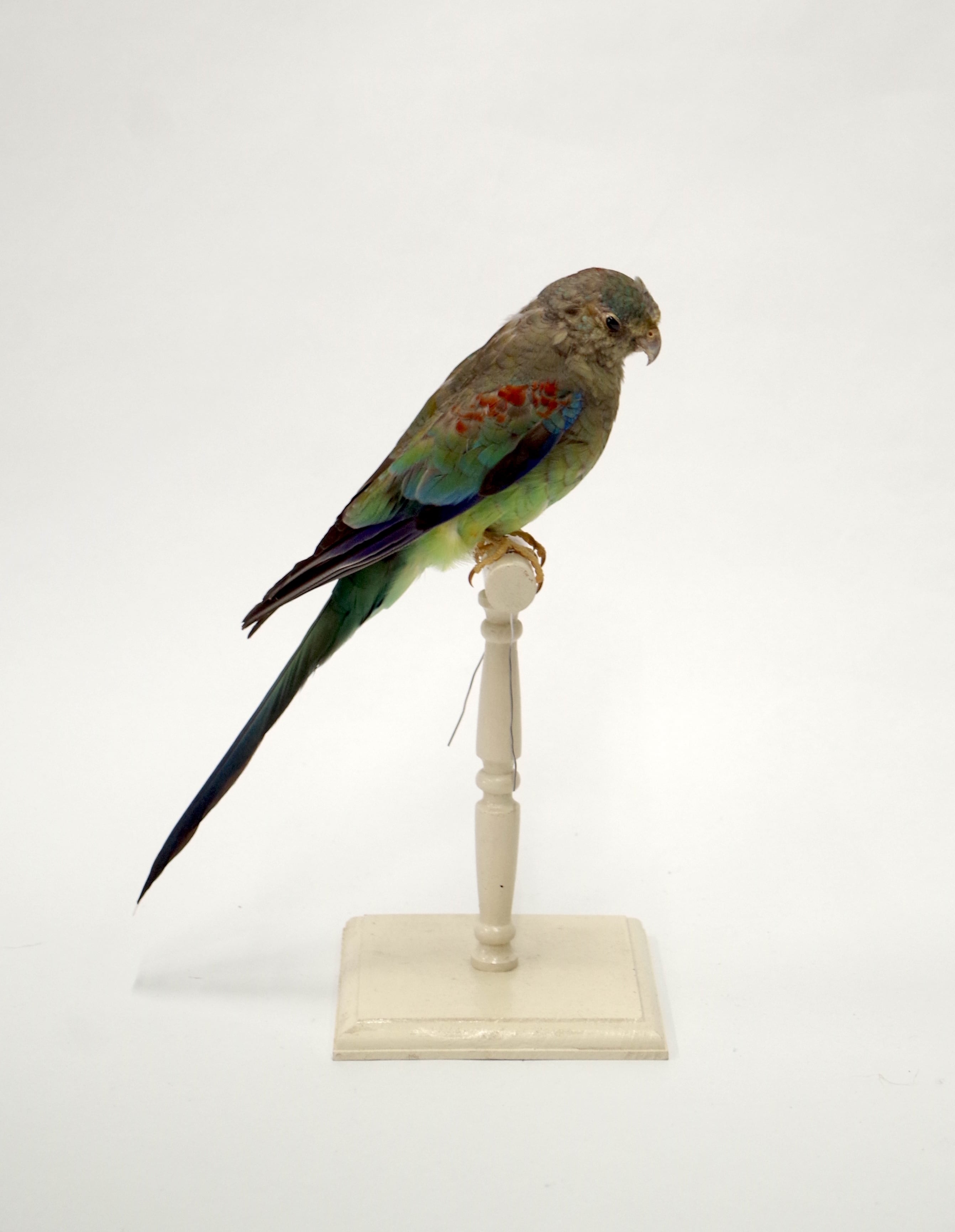 【シュウ】剥製 ジュウシマツ 剥製 | アトリエ杉本