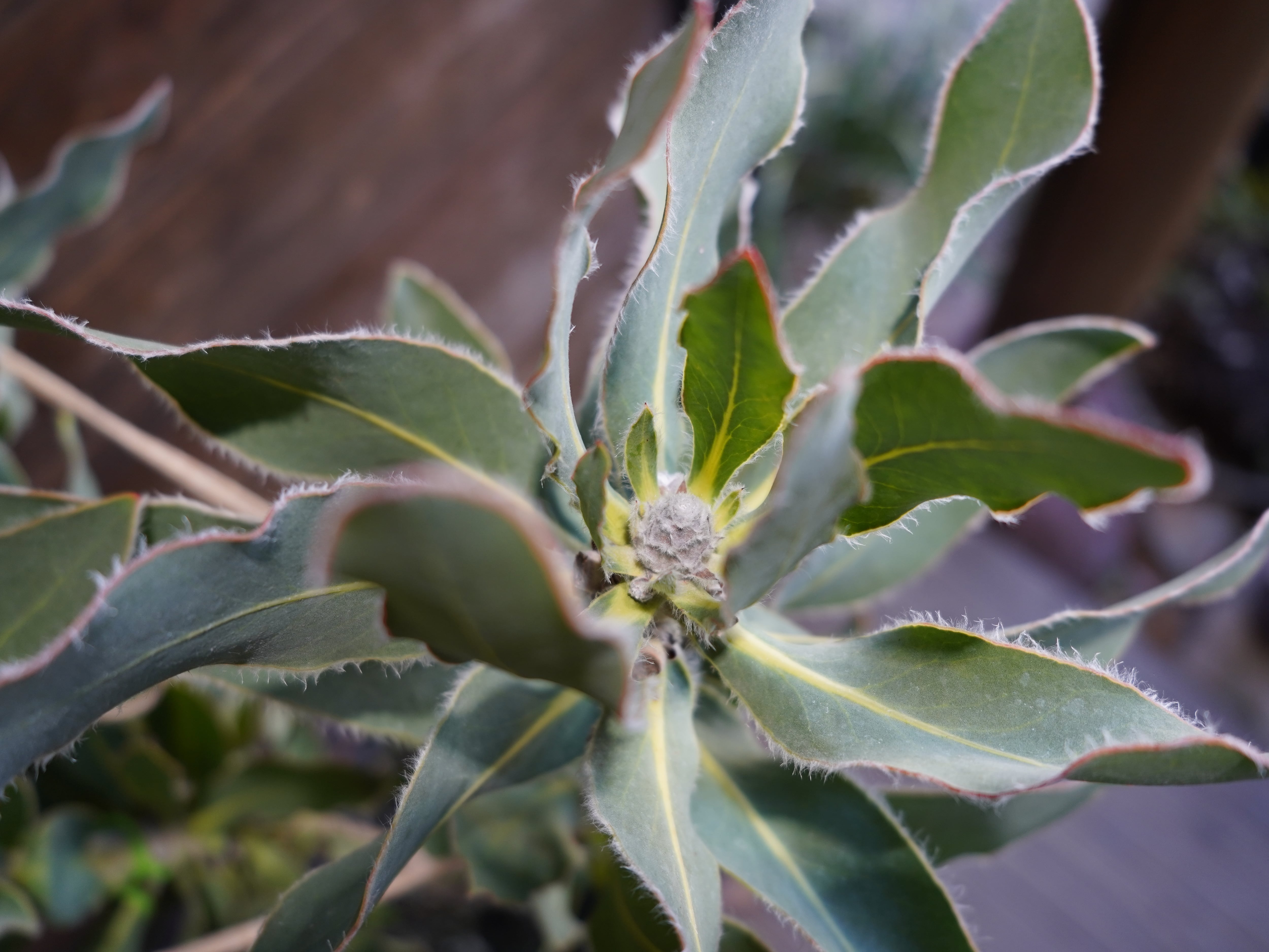 【現物】プロテア "ピンクプリンセス"