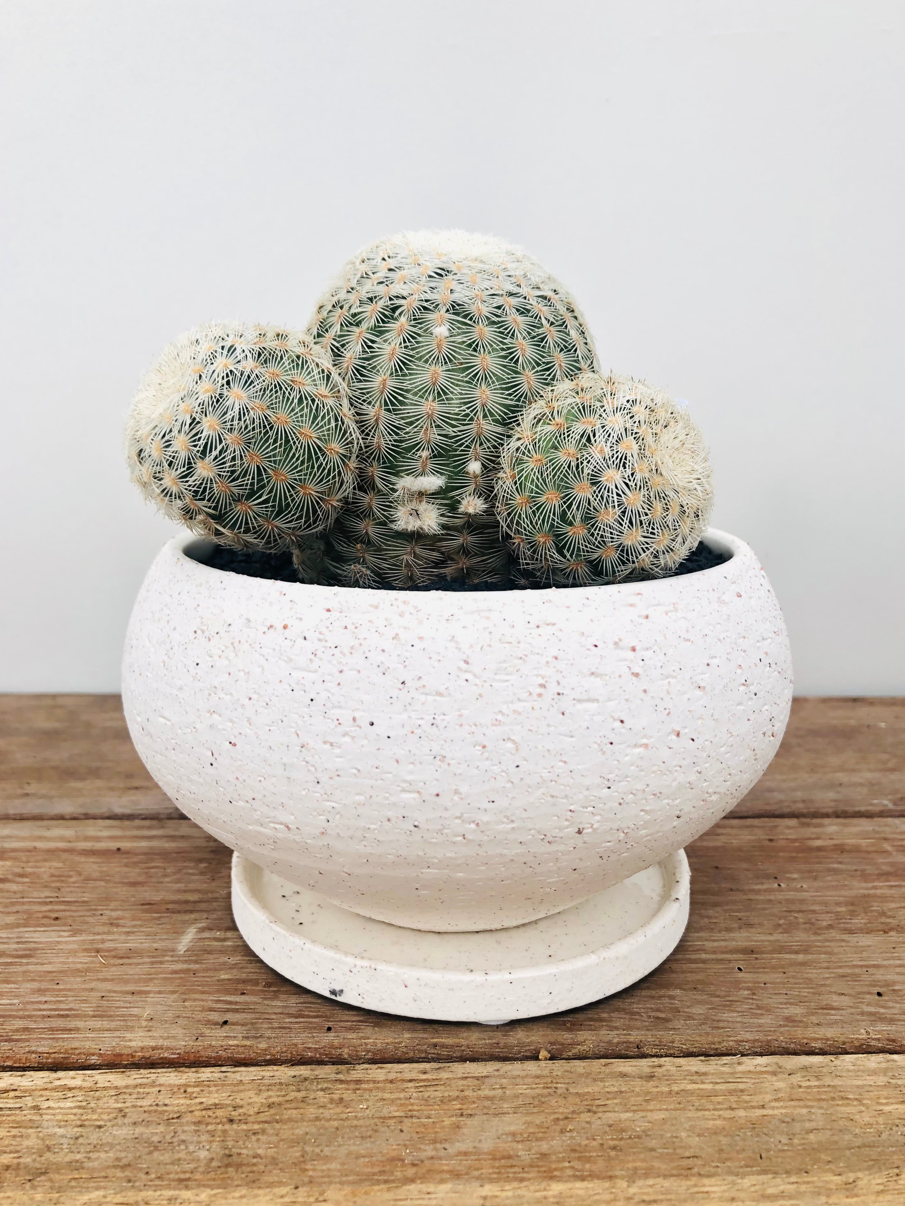 Echinocereus rigidissimus v. 白刺太陽 サボテン | plants MARU