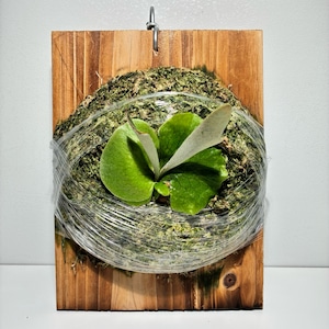 ビカクシダ アルシコルネ ゴルゴン Platycerium alcicorne Gorgon Special pup