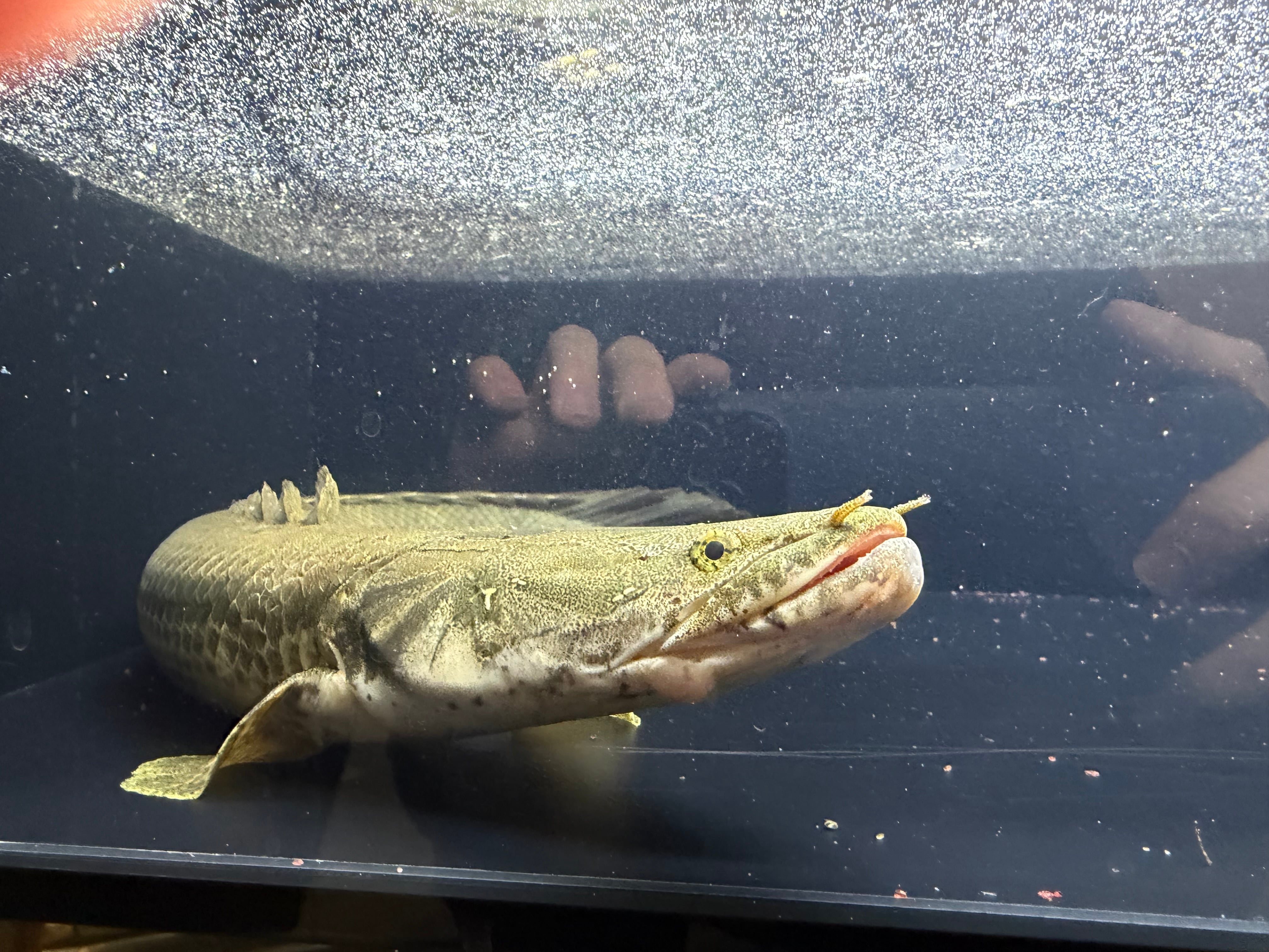 アフリカ熱帯魚専門店わいるどもん