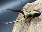 《メタリフェルホソアカ亜種サンギレンシス 69.5mm ペア》