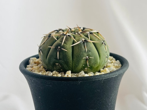 Gymnocalycium bodenbenderianum　ギムノカリキウム　怪竜丸　サボテン