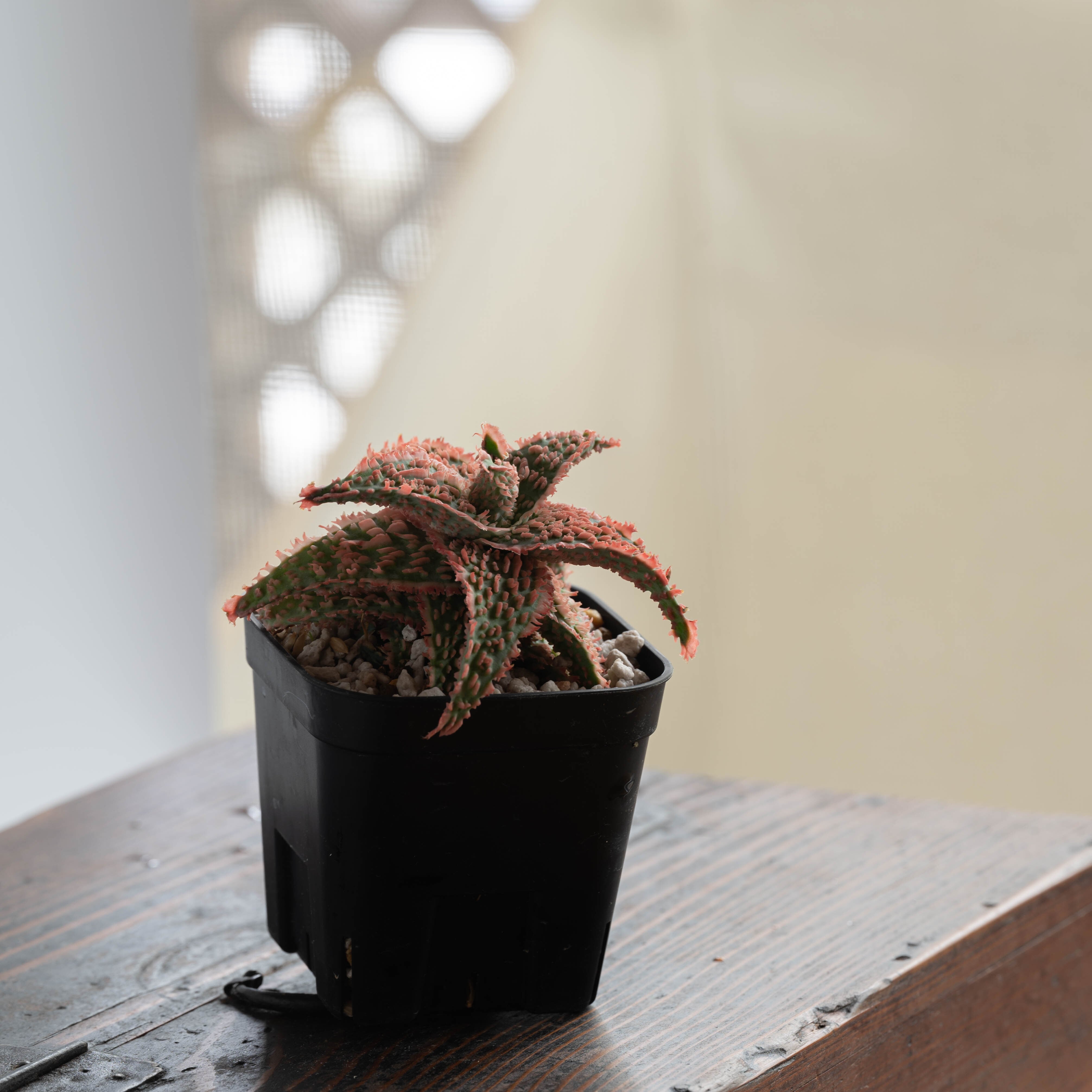 アロエ ハイブリッド -Aloe hybrid- No.13 | Agave Rocon
