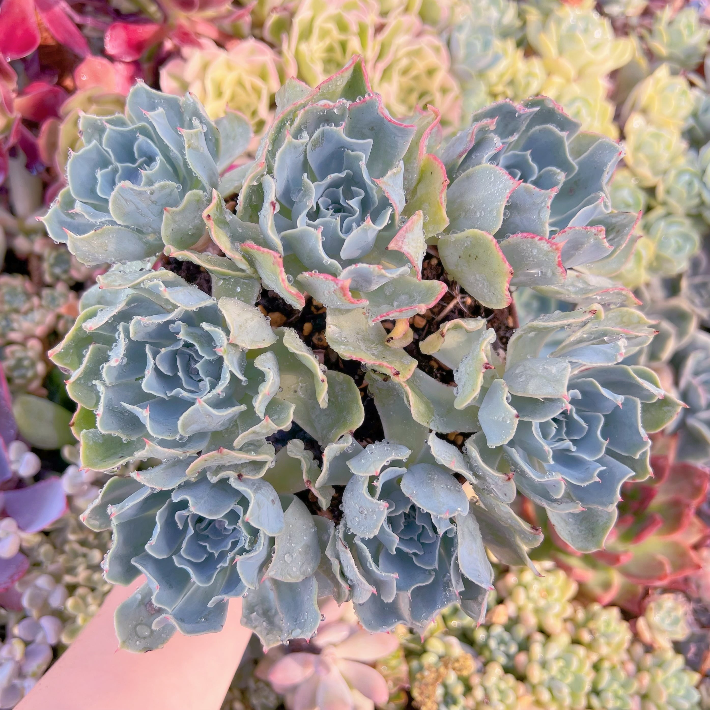 現品　Tsunami#A28　特大群生    るる農園