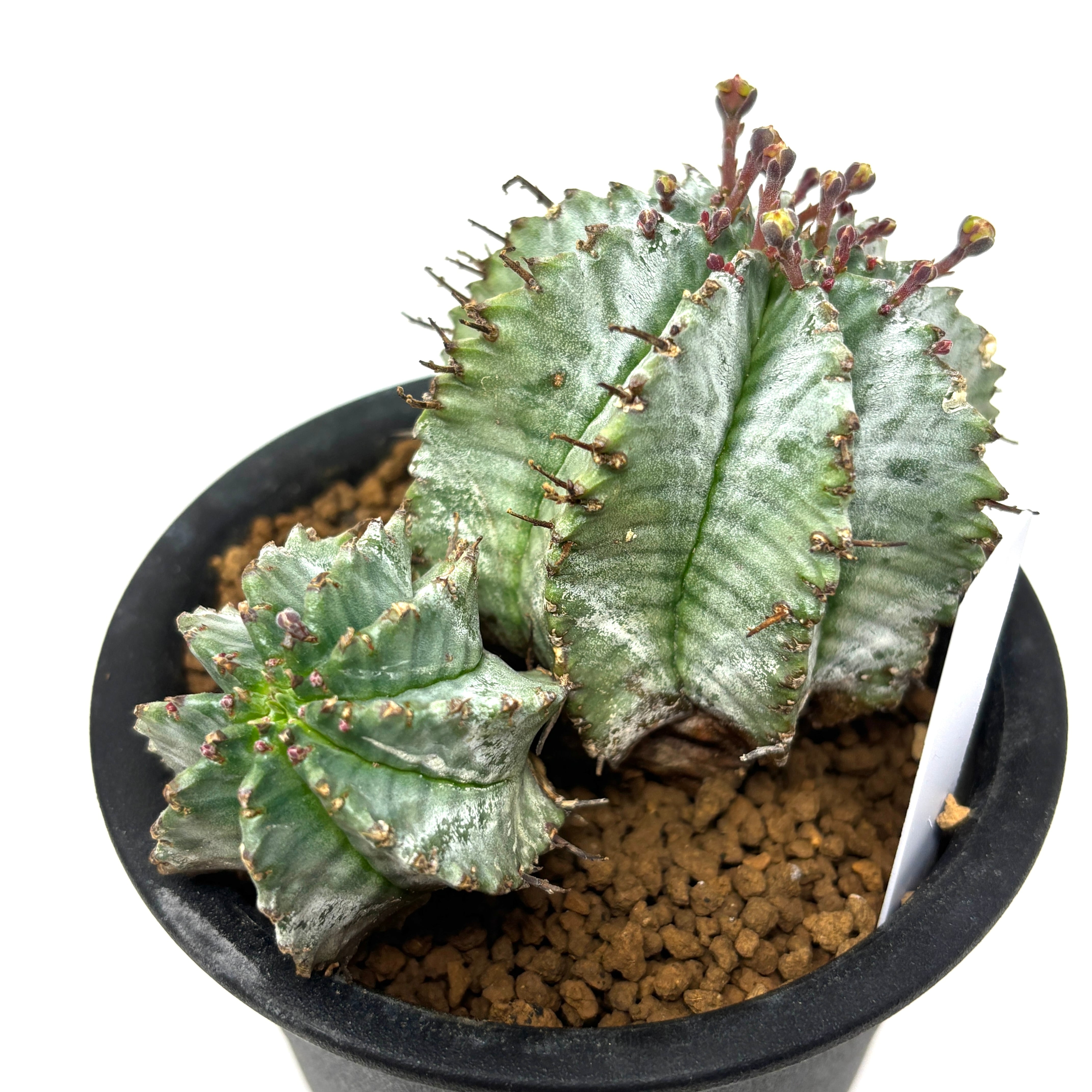 ユーフォルビア ホリダ【1041】 | PROTOLEAF プロトリーフ