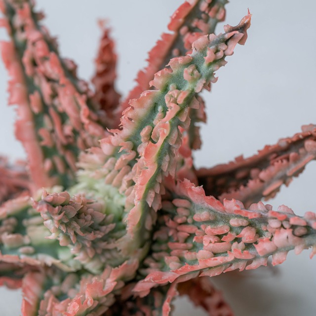 アロエ ハイブリッド -Aloe hybrid- No.17