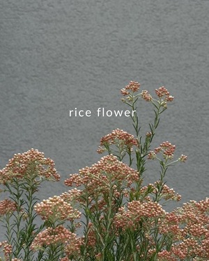 flower motif accessory 【rice flower】