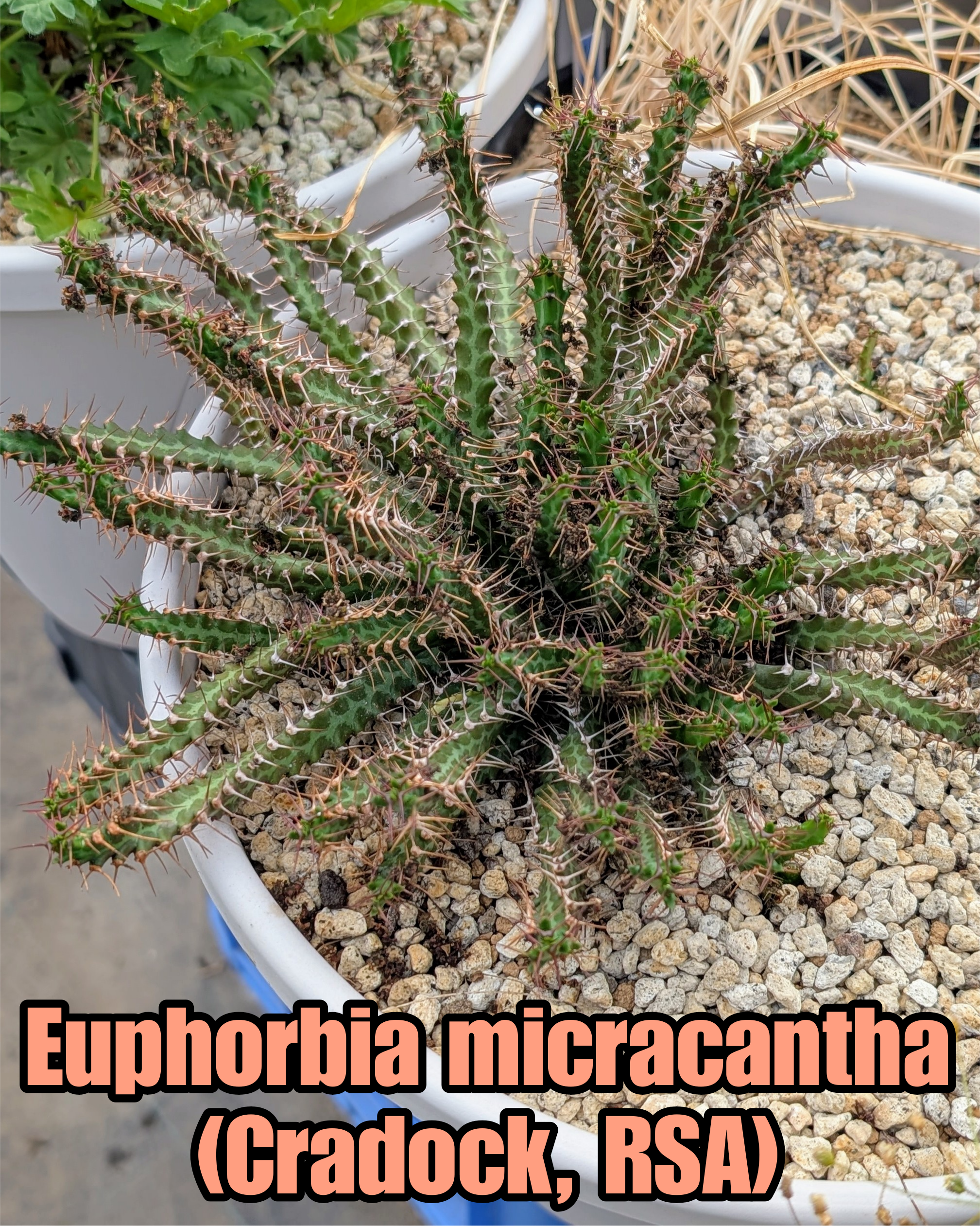 e37 ユーフォルビア ハドラマウチカ euphorbia hadramautica 希少 超
