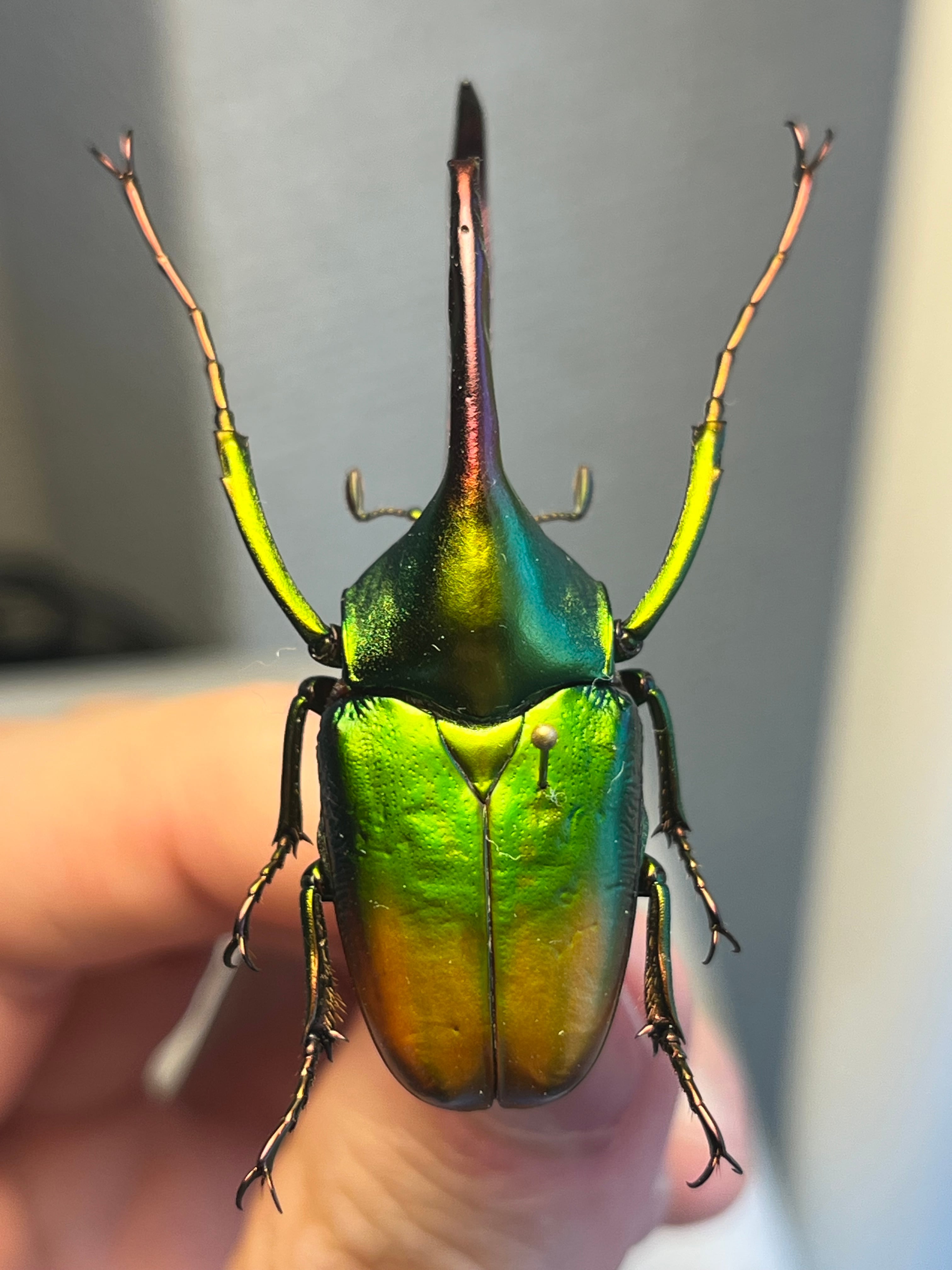 MAX級】カブトハナムグリ コガネムシ プラチナコガネ カナブン