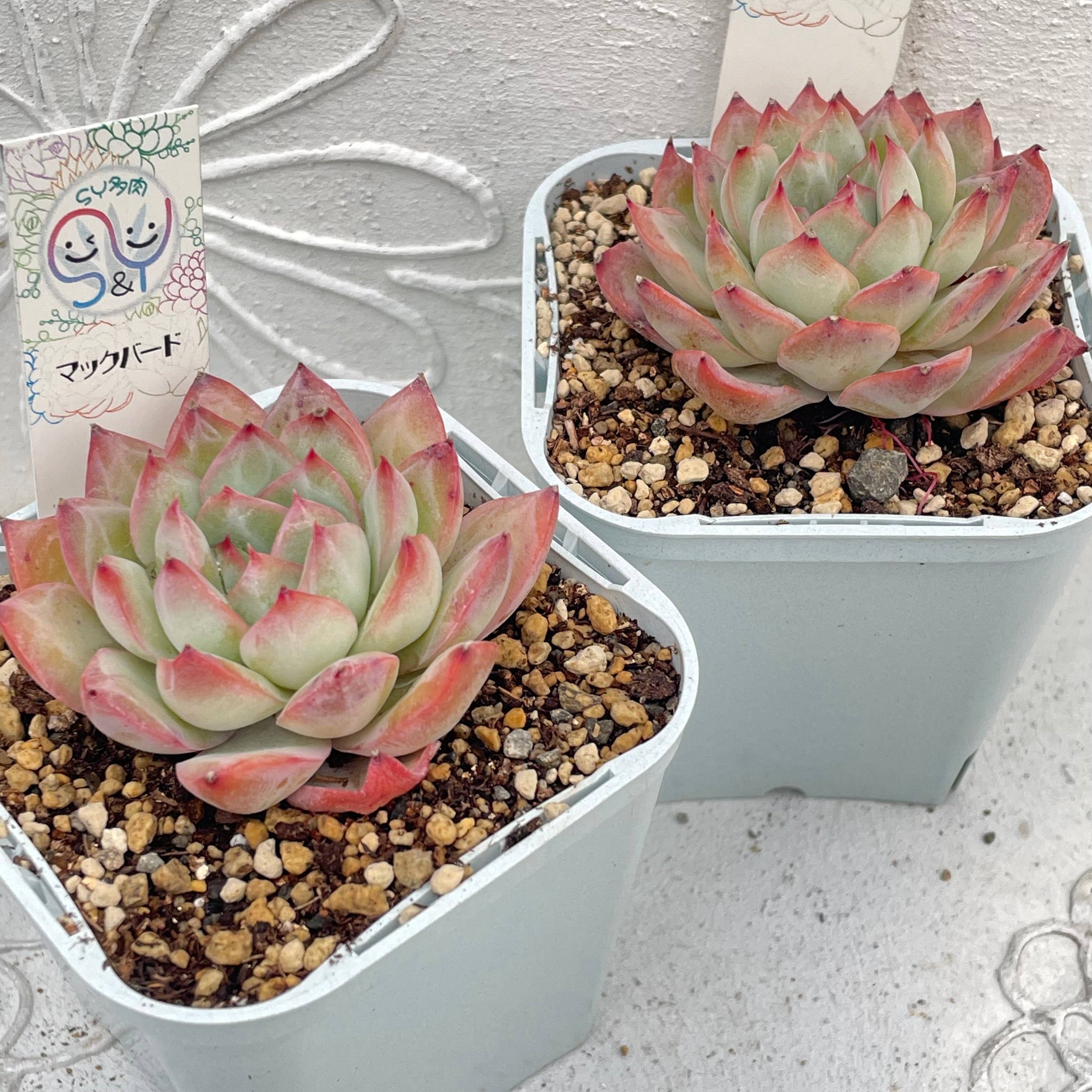 モナリザバンプ】韓国輸入苗チャンヒー苗 多肉植物エケベリア 第四種