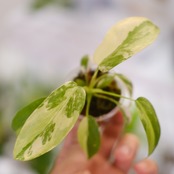 Philodendron Radiatum x Florida Beauty x Mayoi / フィロデンドロン