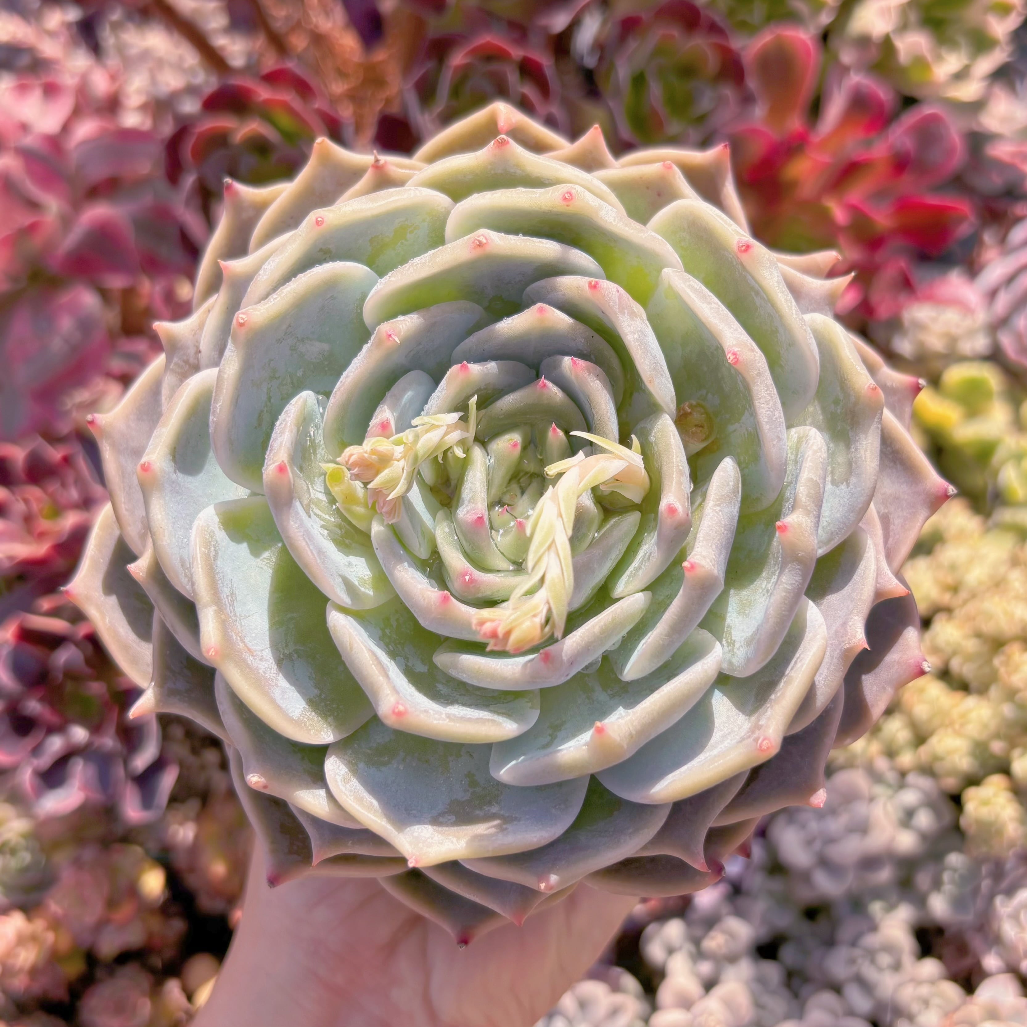 799686e2b04d5523299ca8bb8ee04d