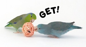 【三晃商会】 フォージング入門 ラタンボール