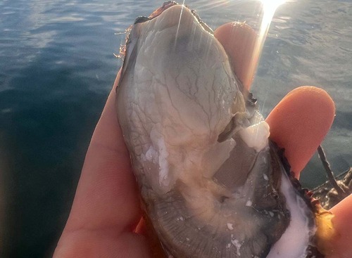 サロマ湖牡蠣ポン酢（牡蠣と同梱の場合はこちらより！