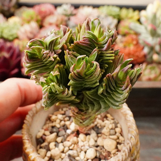 【ビスコダ 2】群生　クラッスラ　韓国多肉