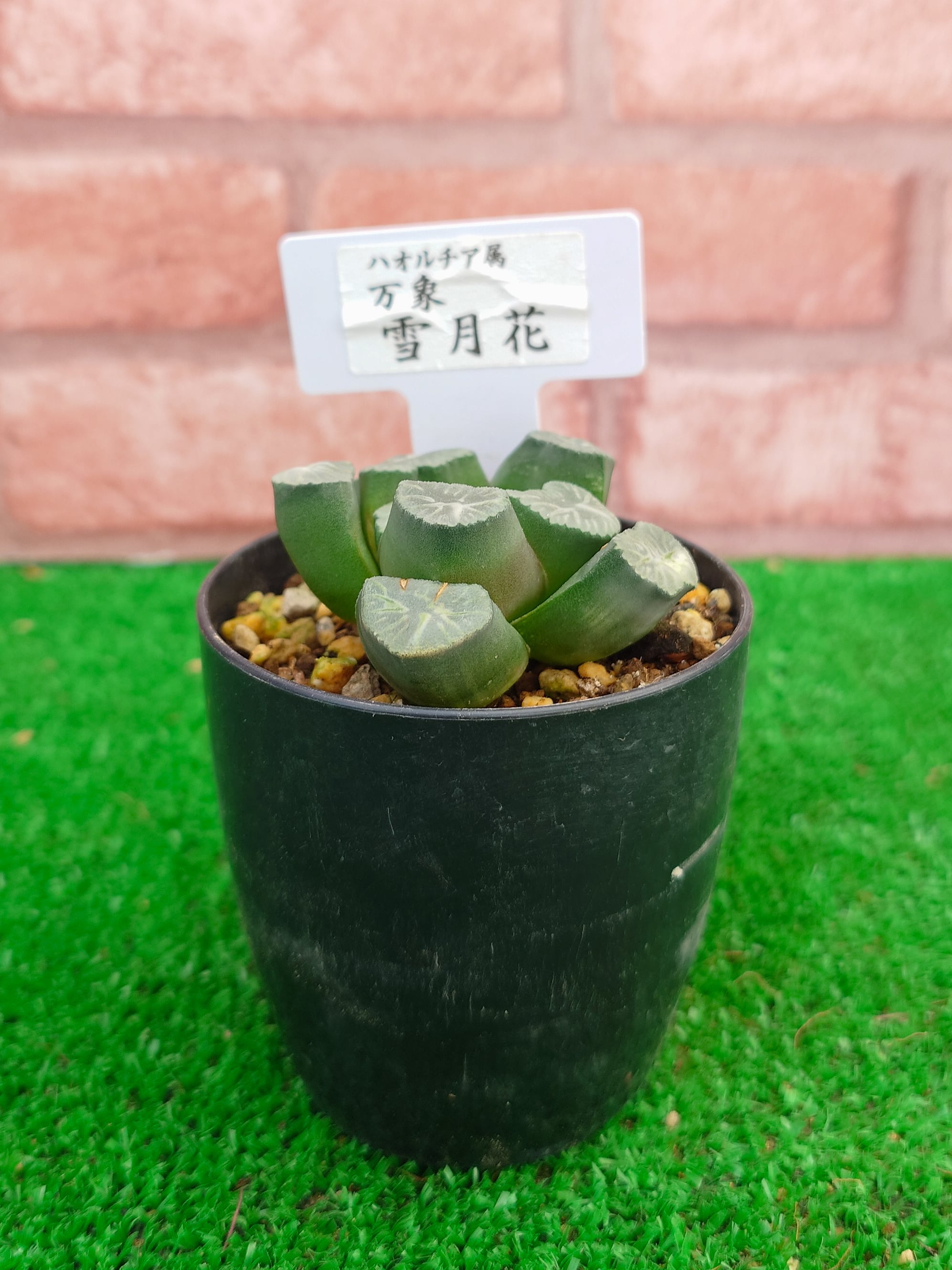 大得価，限定セール 多肉植物 ハオルチア 万象 雪国