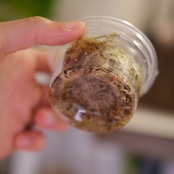 Alocasia chantrieri pink│アロカシア シャントリエリ ピンク⑦│観葉植物