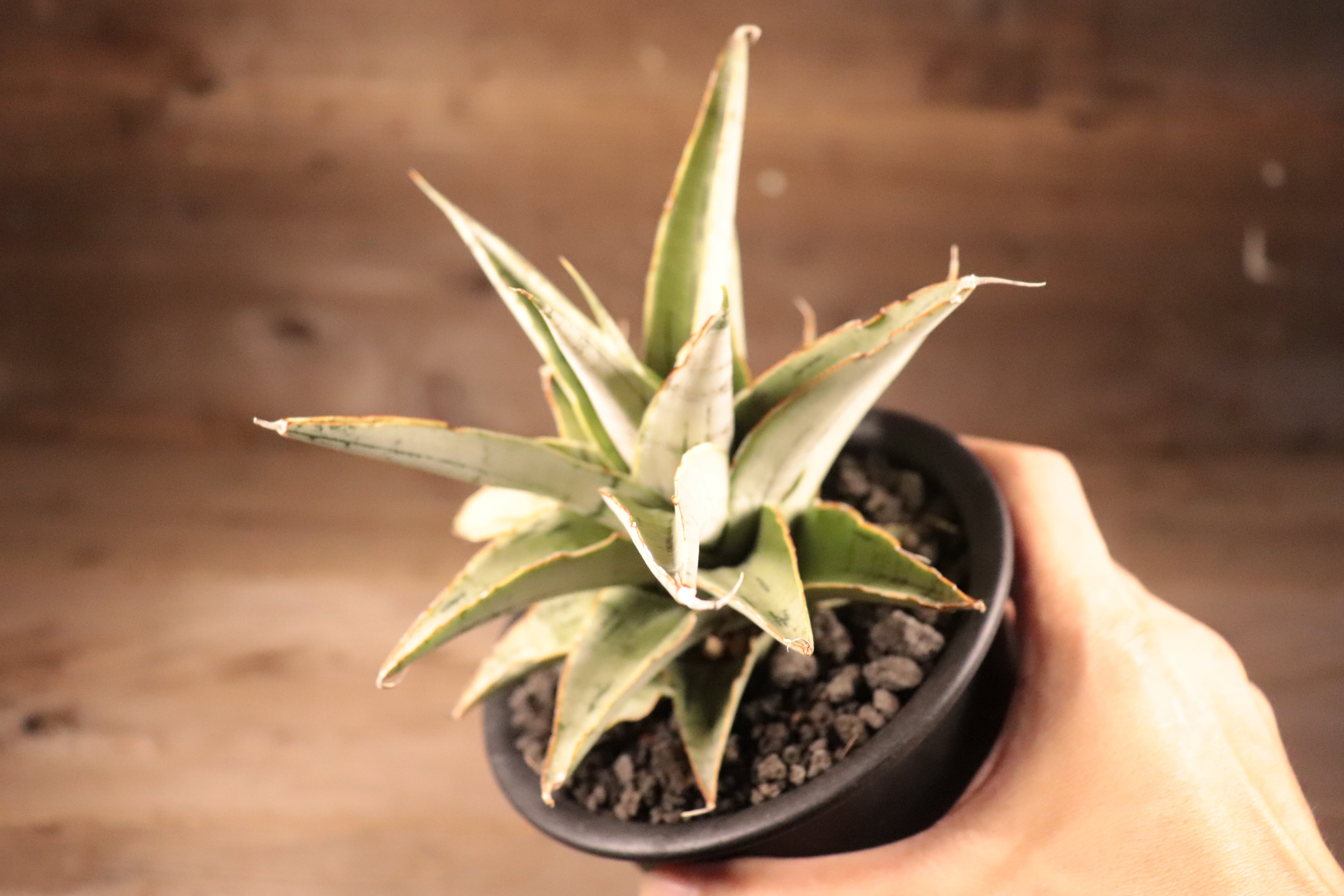 送料無料】Sansevieria 'Snow Flake'〔サンスベリア〕現品発送S0019