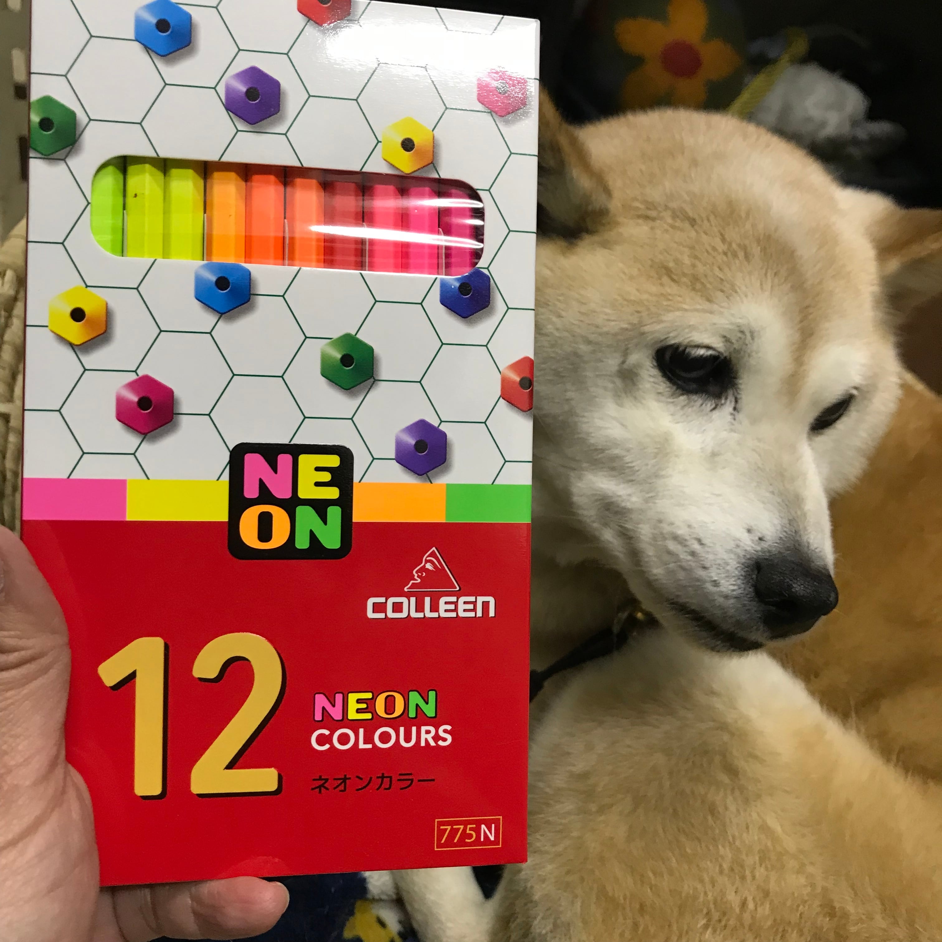 蛍光色鉛筆 12色 コーリン鉛筆 | 看板犬のいる文具屋さん