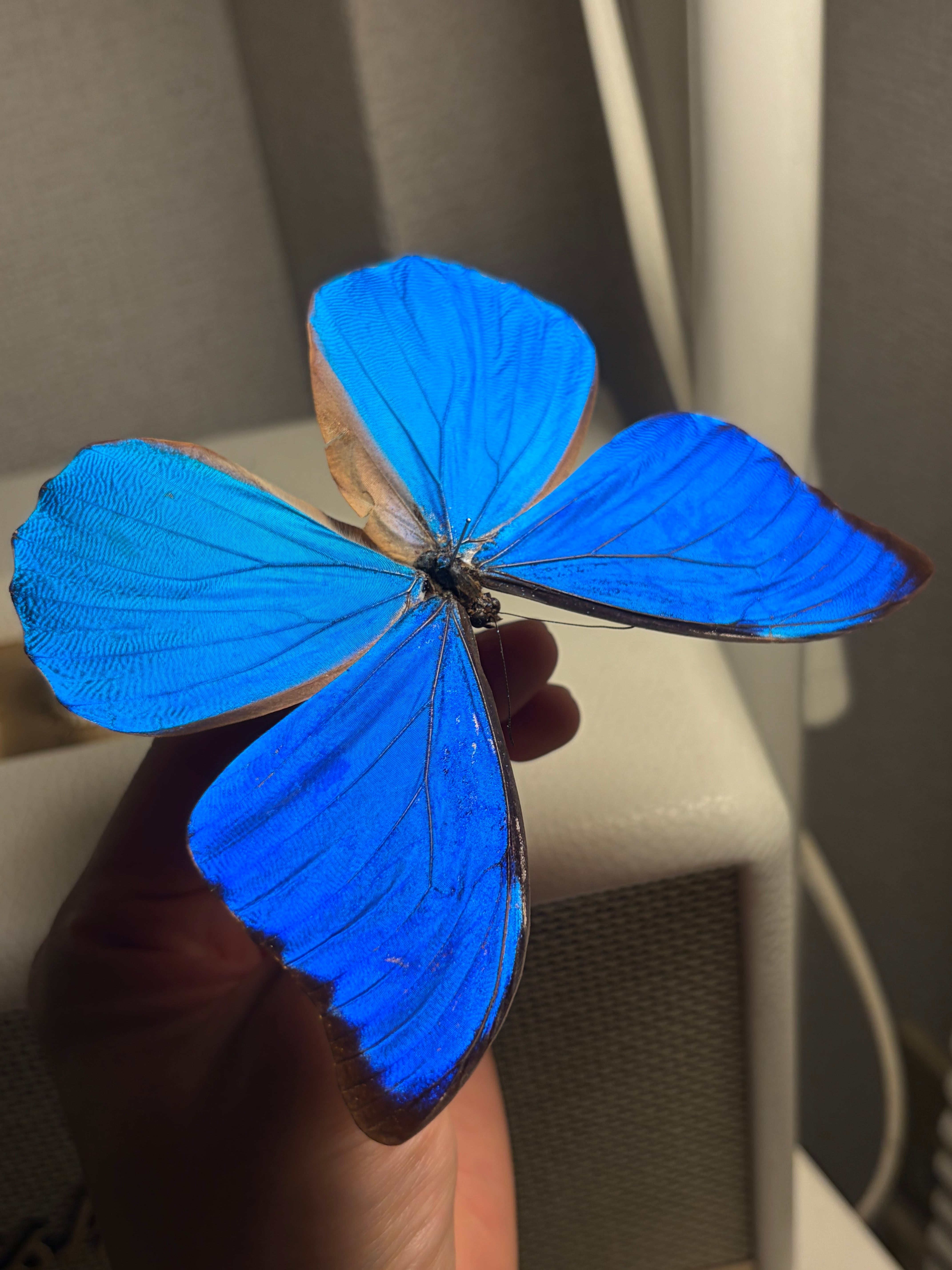 アナキシビアモルフォ 標本 蝶 チョウ Morpho anaxibia 外国産蝶標本