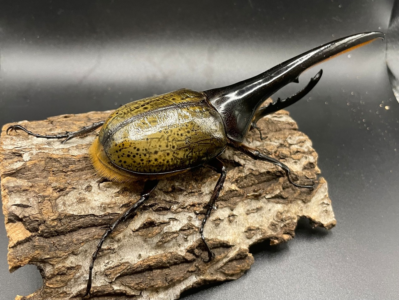 《ヘラクレス・ヘラクレス 147mm ペア》