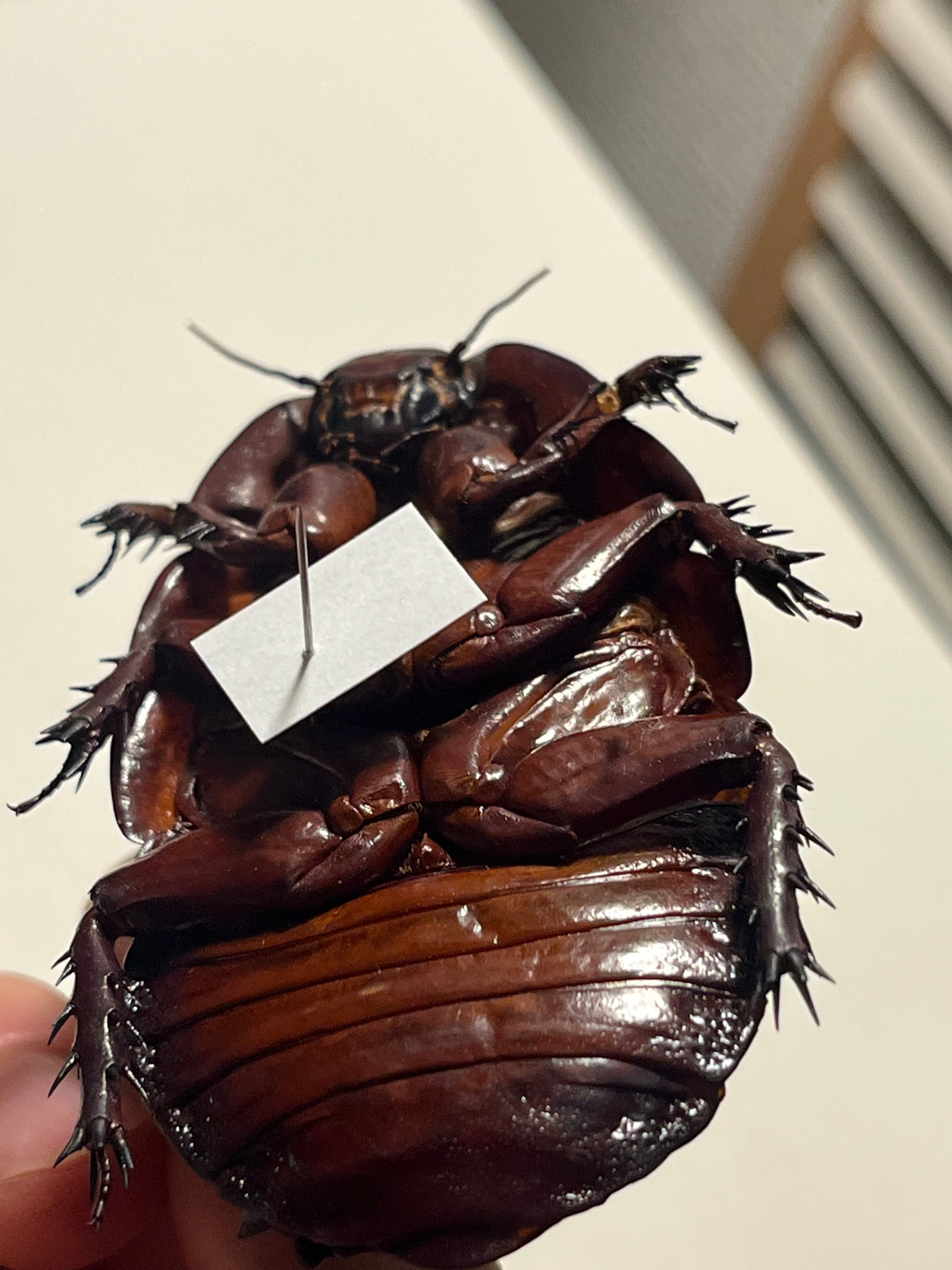 74mm】ヨロイモグラゴキブリ Macropanesthia rhinocerosタランチュラ