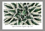 アガベ笹の雪"氷山"ポストカード / Agave victoriae-reginae "Hyo-zan" postcard