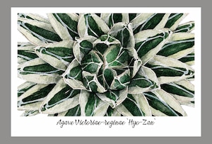 アガベ笹の雪"氷山"ポストカード / Agave victoriae-reginae "Hyo-zan" postcard