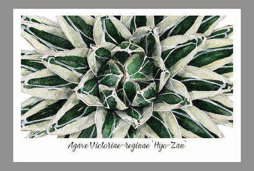 アガベ笹の雪"氷山"ポストカード / Agave victoriae-reginae "Hyo-zan" postcard