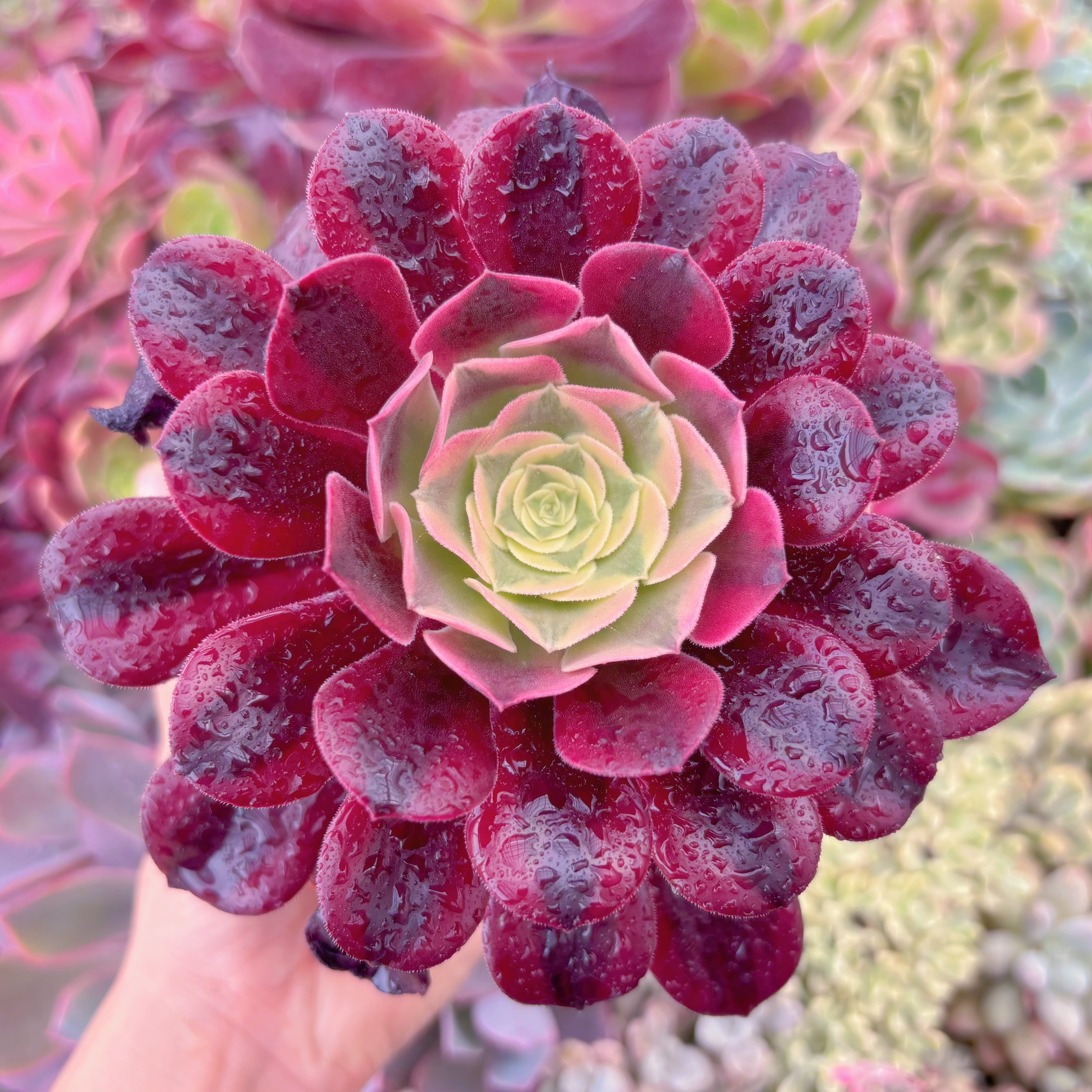 現品　メデューサ#613　群生　るる農園