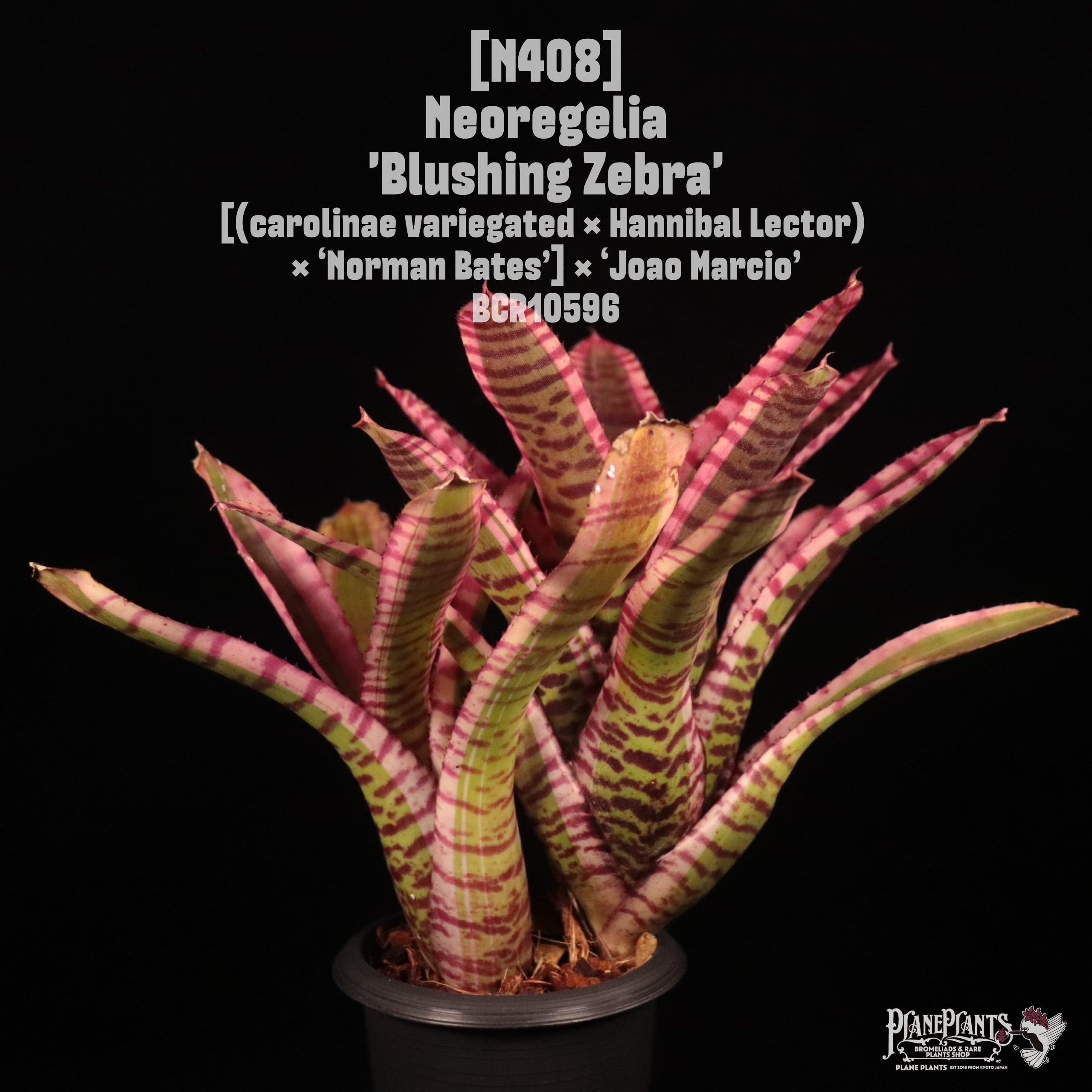 【送料無料】Neoregelia 'Blushing Zebra'〔ネオレゲリア〕現品発送N0408