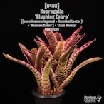【送料無料】Neoregelia 'Blushing Zebra'〔ネオレゲリア〕現品発送N0408