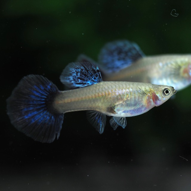 【現物】プラチナレッドドラゴン　若魚1ペア＋おまけ種親1ペア