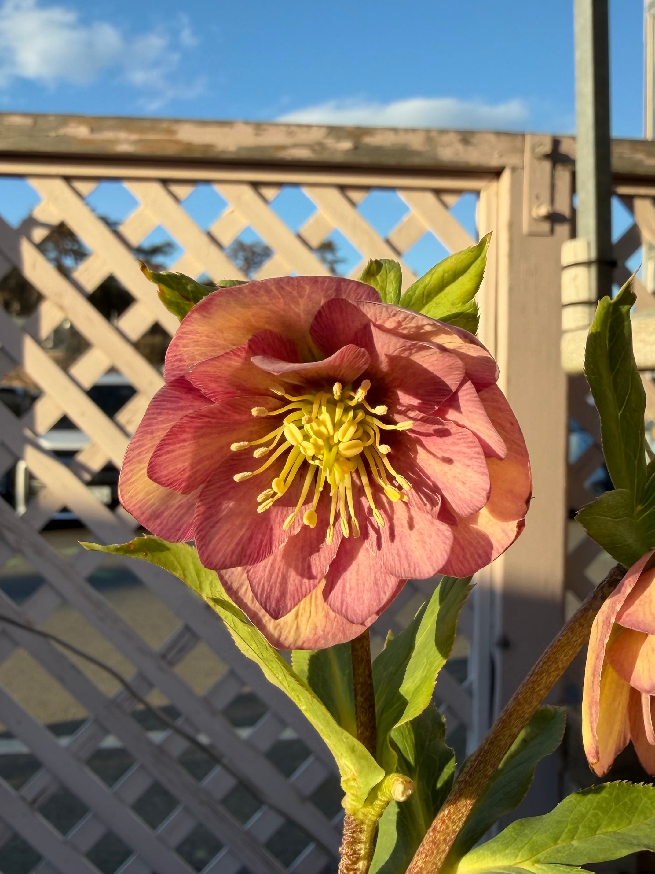 微香フレグランスピンク かぐやhyb交配 加藤農園 クリスマスローズ