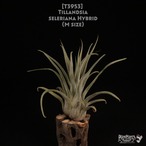 【送料無料】seleriana Hybrid〔エアプランツ〕現品発送T3953