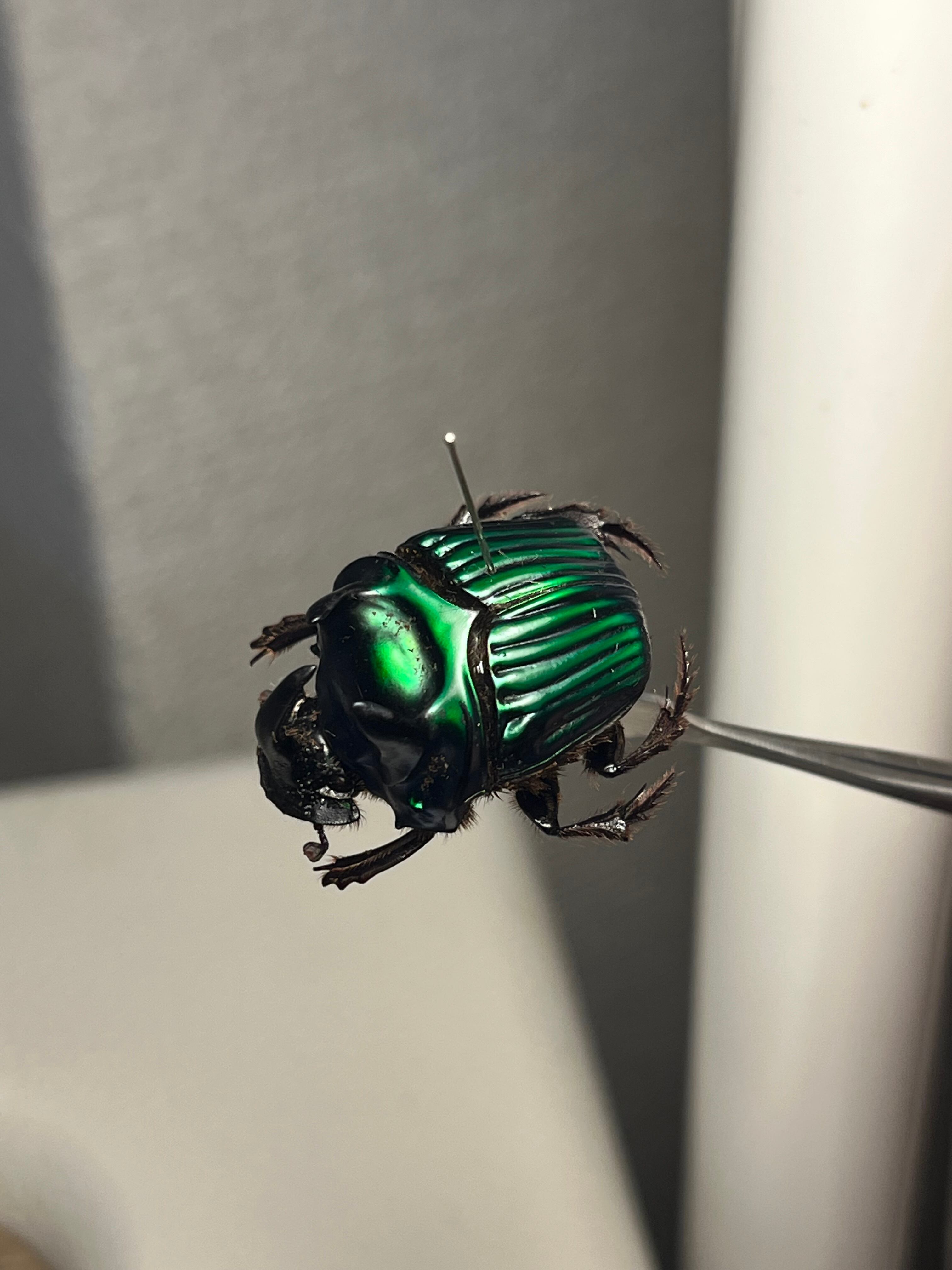 26mm♂】ミドリツヤダイコクコガネ フンチュウ糞虫昆虫標本甲虫