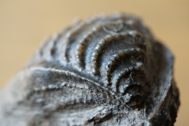 ポルトガル産ミオフォレラ化石  Myophorella lusitanica 1035