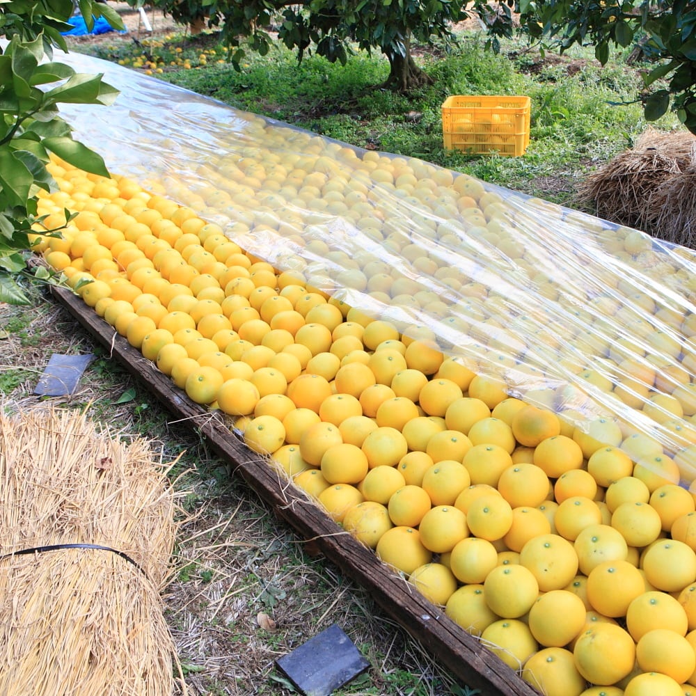ご家庭用】土佐文旦 20kg(10kg×2箱を1梱包) L〜4L混 ご家庭用】土佐文旦 20kg(10kg×2箱を1梱包) L〜4L混