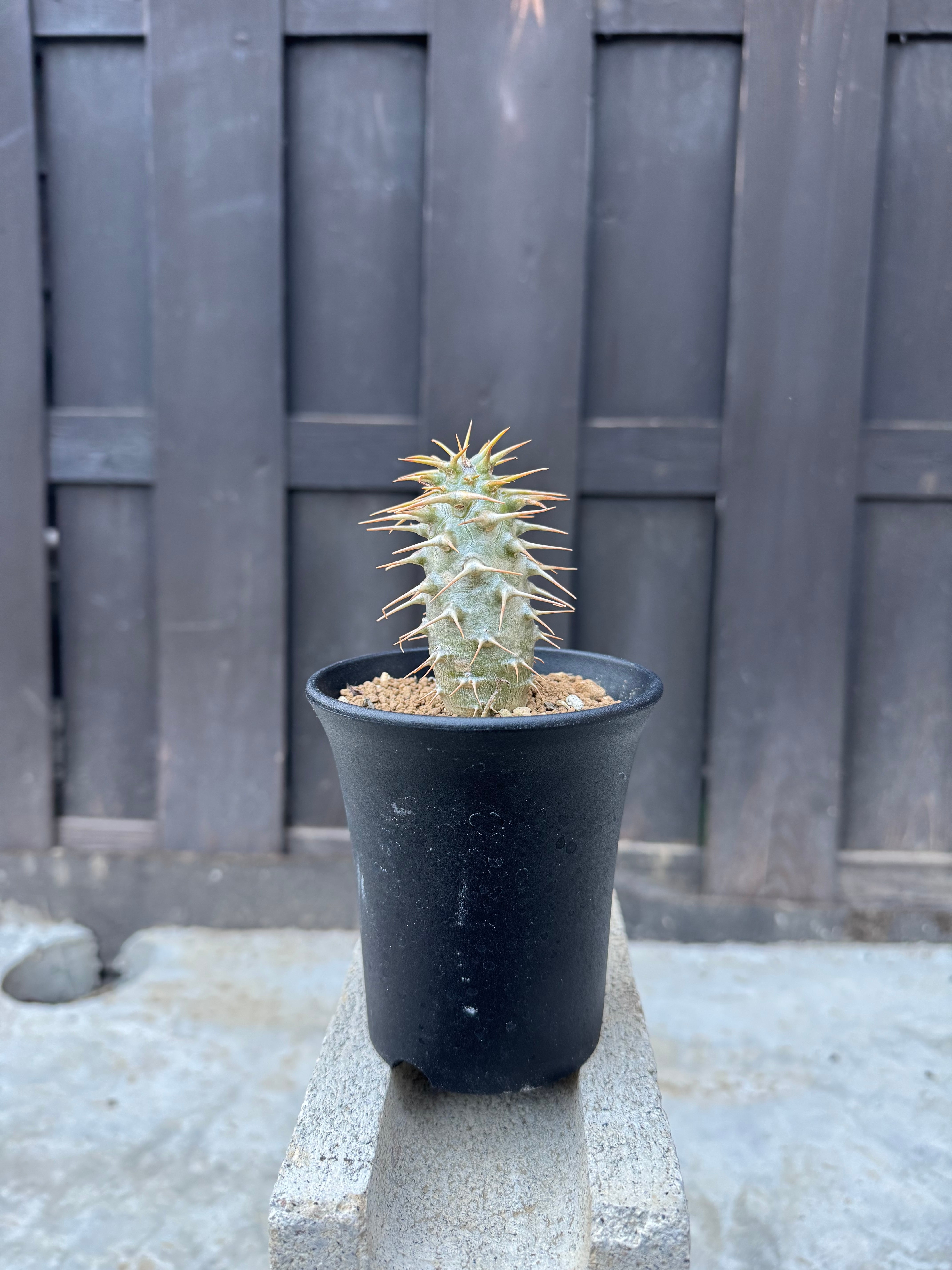 Pachypodium gracilius × deracinefactory【大きめ手乗りサイズ