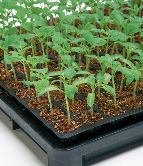 トマト用台木「グリーンフォース」（1000粒） 画像