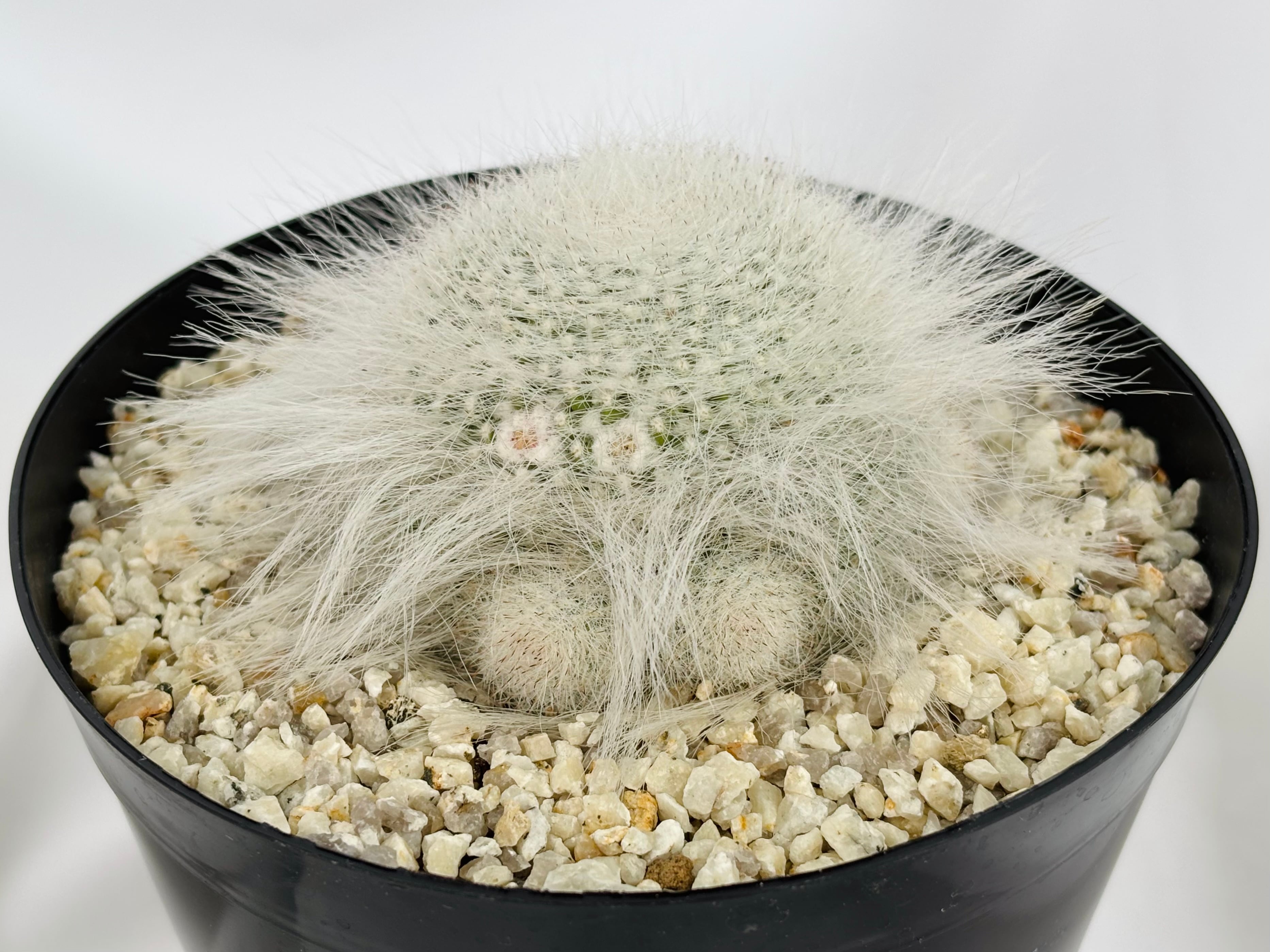 マミラリア苗 Mammillaria hahniana f. lanata マミラリア 玉翁殿 サボテン | plants