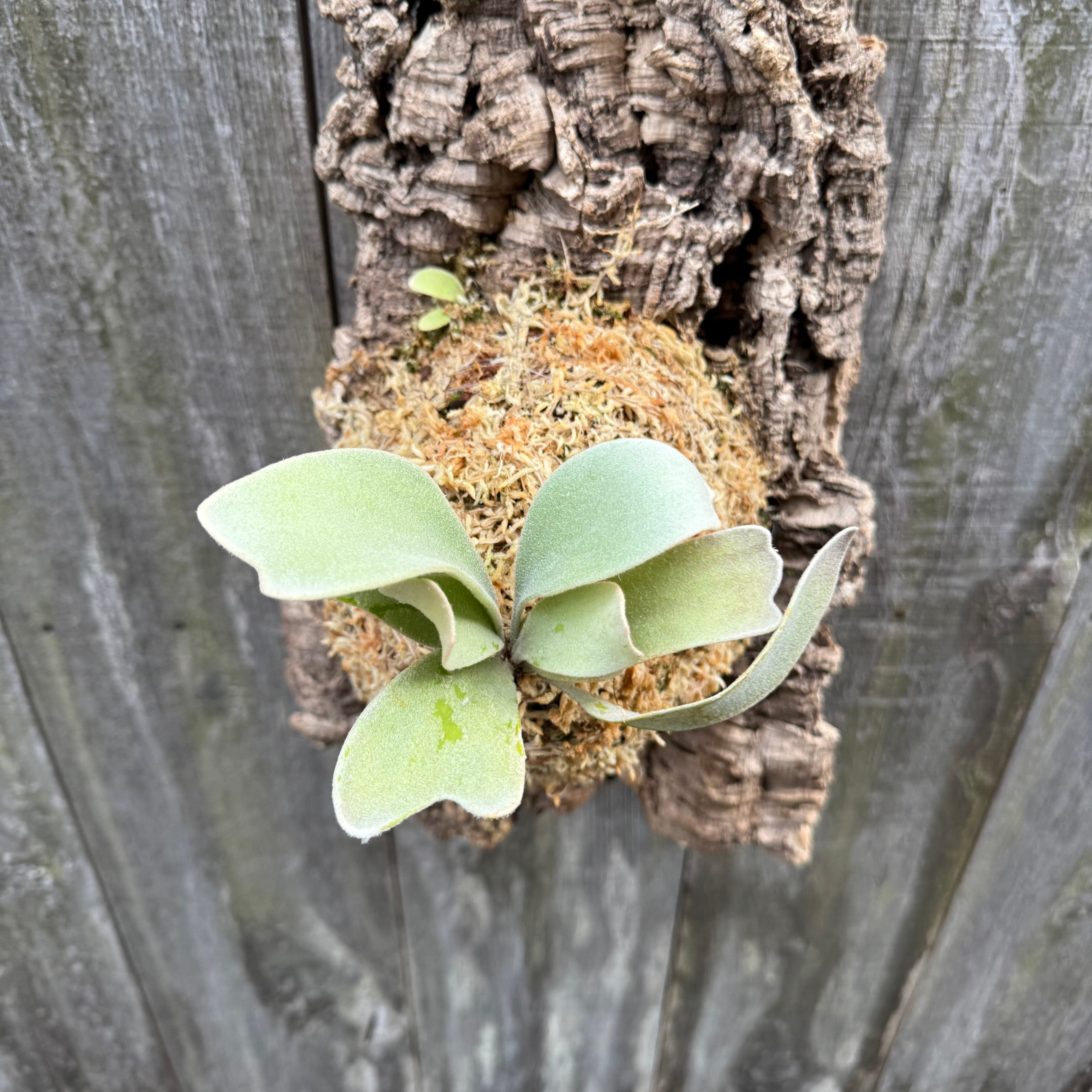 P. Lemoinei no shield (pup) | naturefix