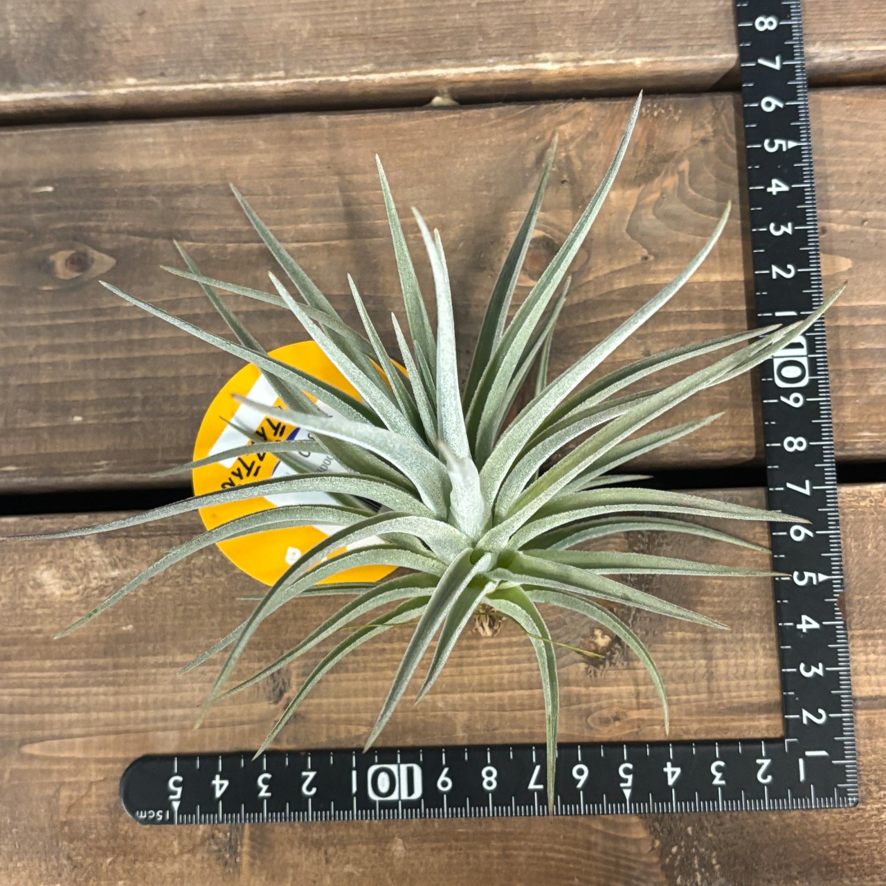 チランジア　ディディスティカ【1022】