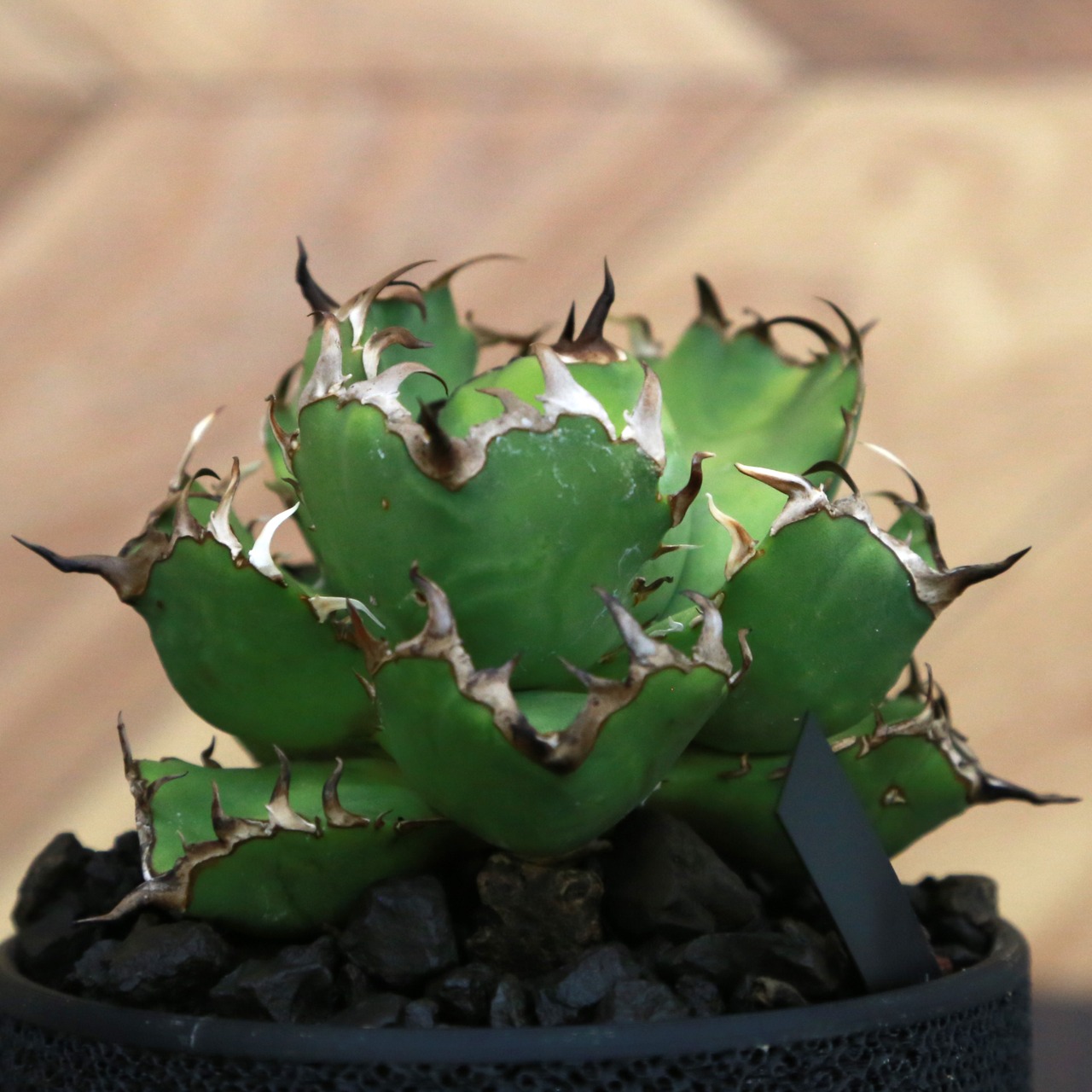 Agave Titanota 黒鯨 (Black Whale) アガベ チタノタ / 中株(3.5号鉢)/Lot.002