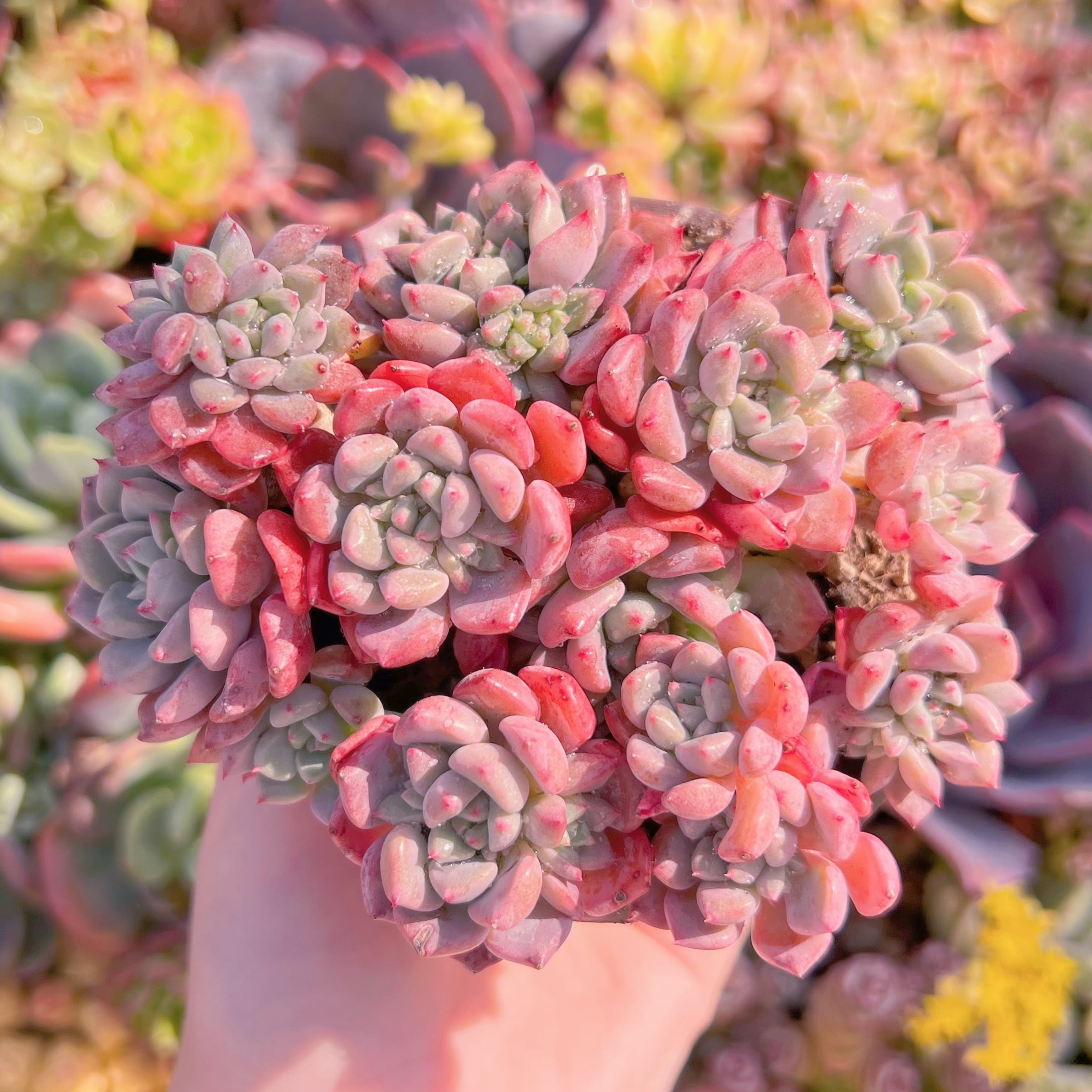 現品　キュートバブル#F027　大群生　るる農園