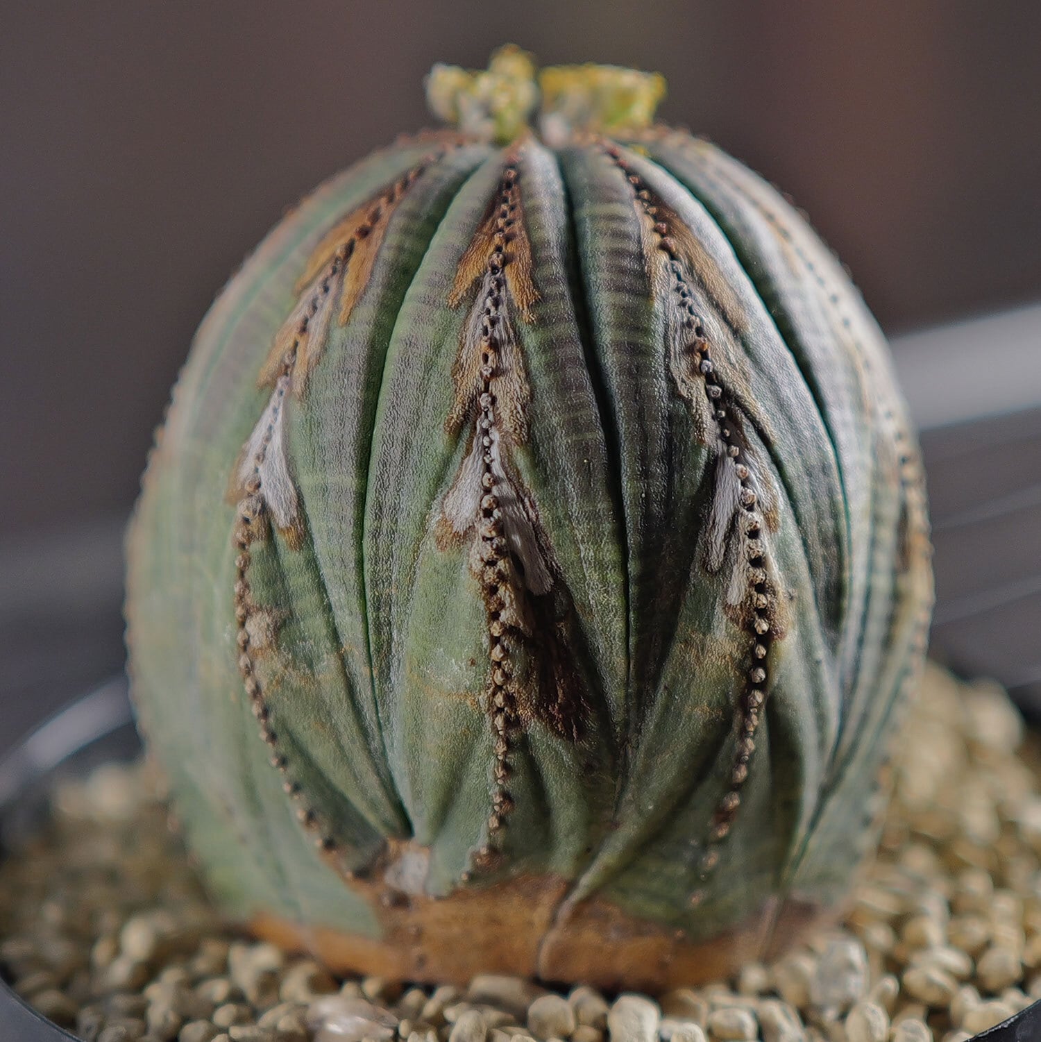 オス株 美模様 アローパターン オベサ / 良型 ユーフォルビア