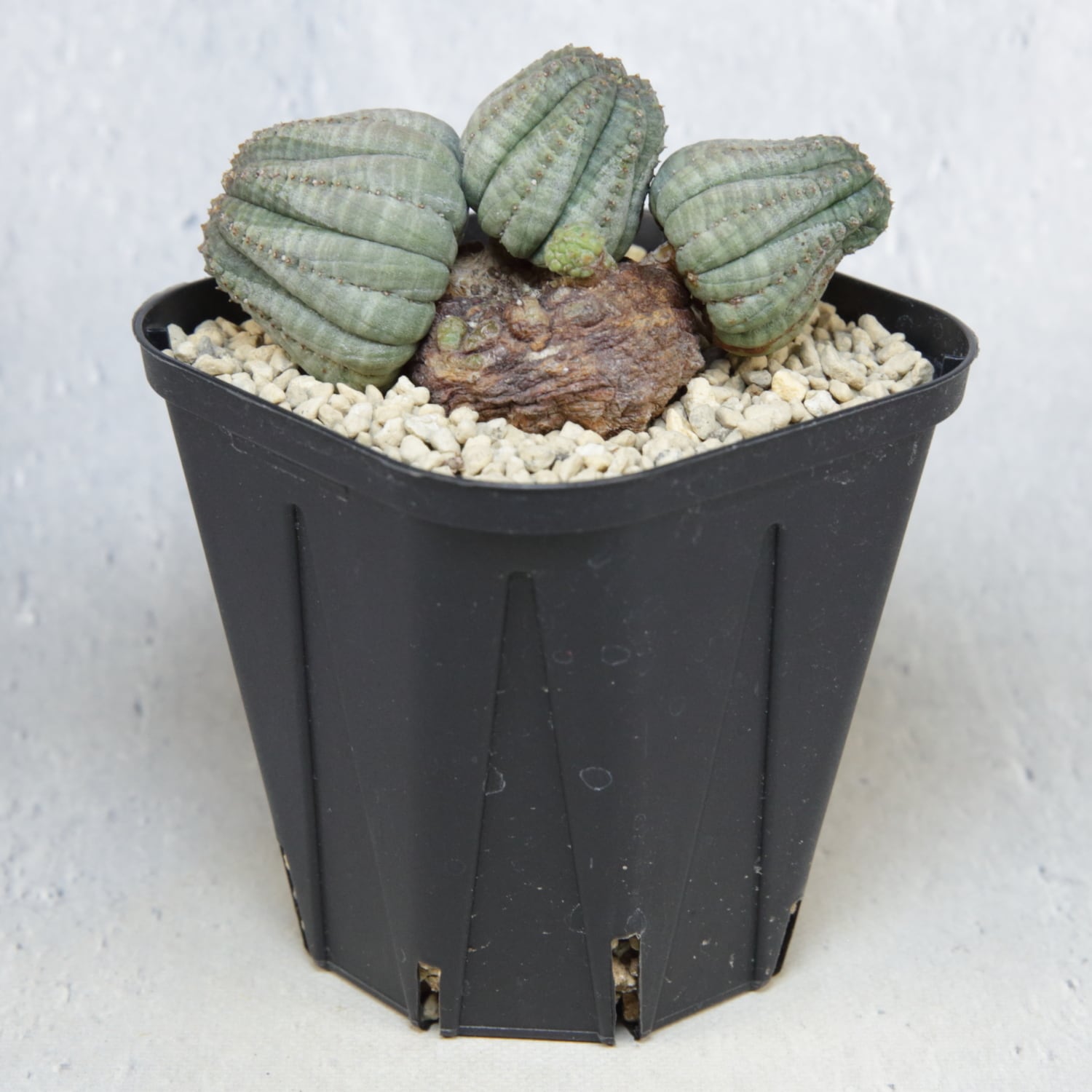 厳選株】成長点潰れ 仔吹き 木質化 オベサ / ユーフォルビア